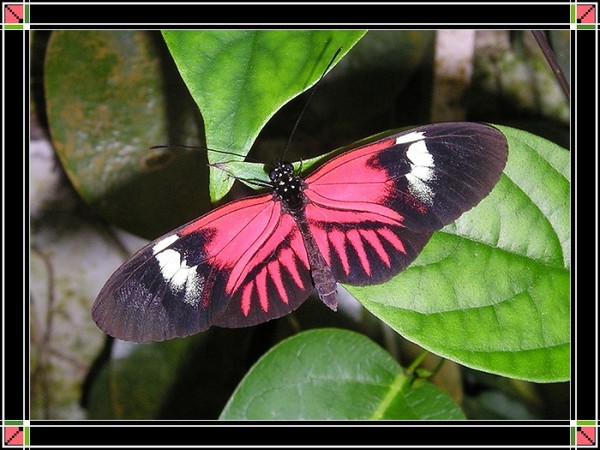 PAPILLON