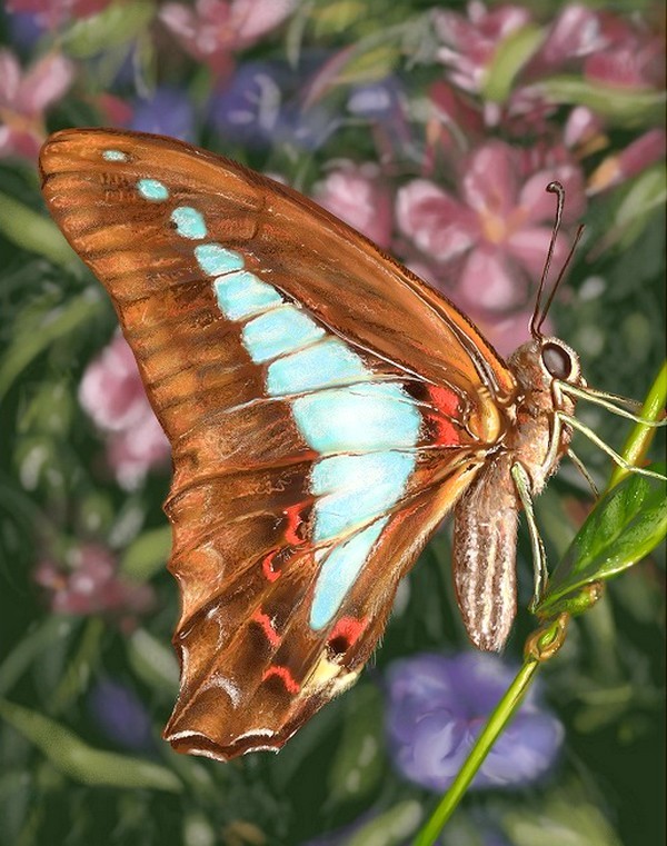 PAPILLON
