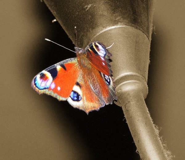 PAPILLON