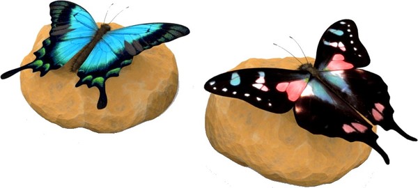 PAPILLONS