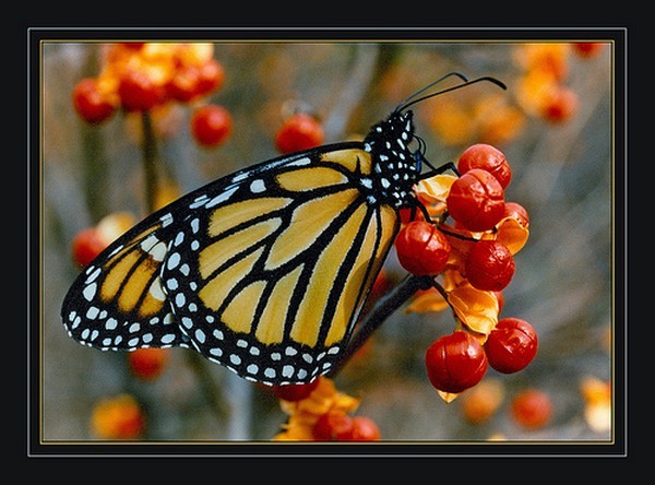 PAPILLON