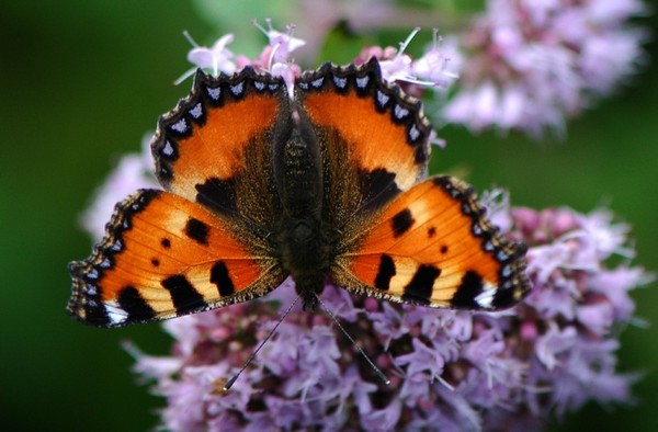 PAPILLON