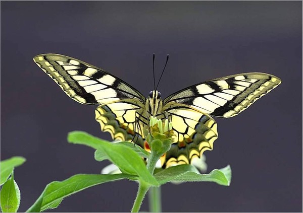 PAPILLON