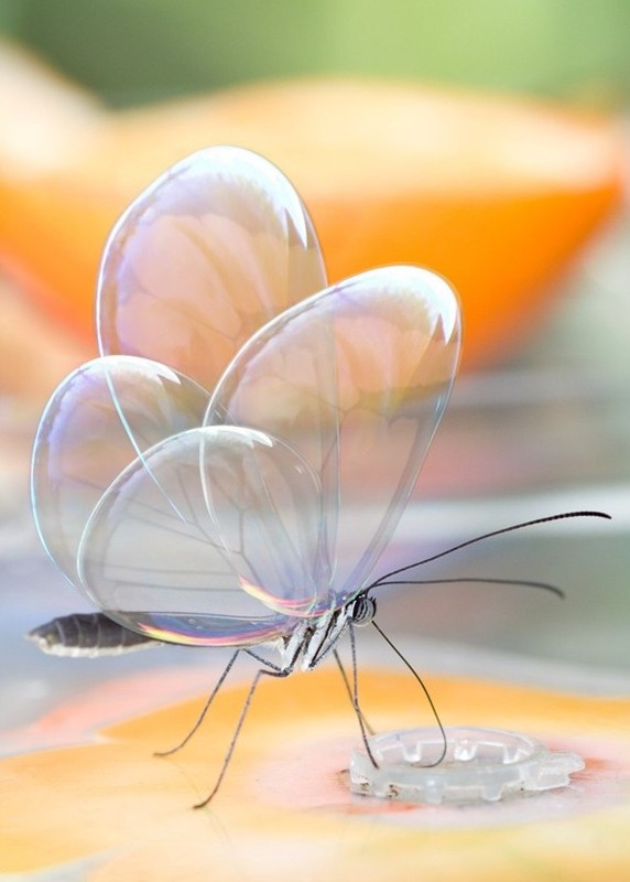 PAPILLON