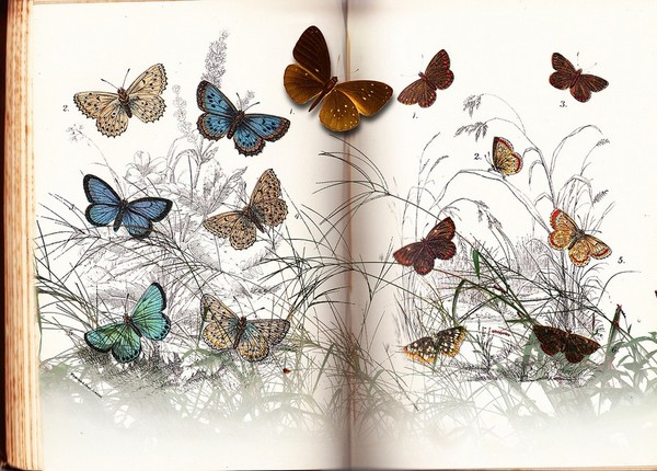 PAPILLONS