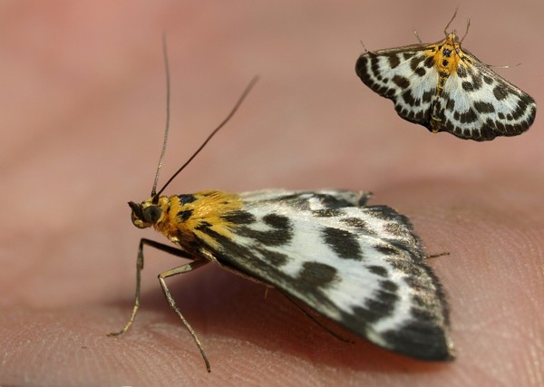PAPILLON