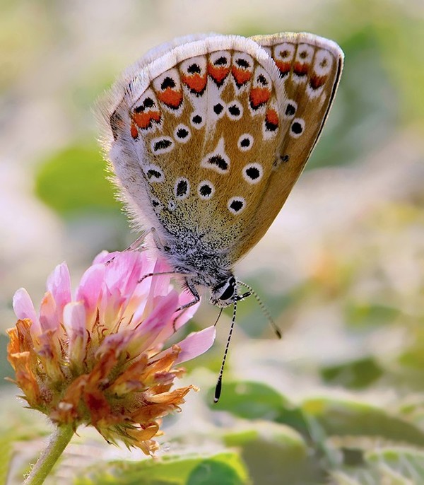 PAPILLON