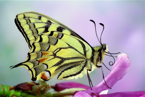 PAPILLON