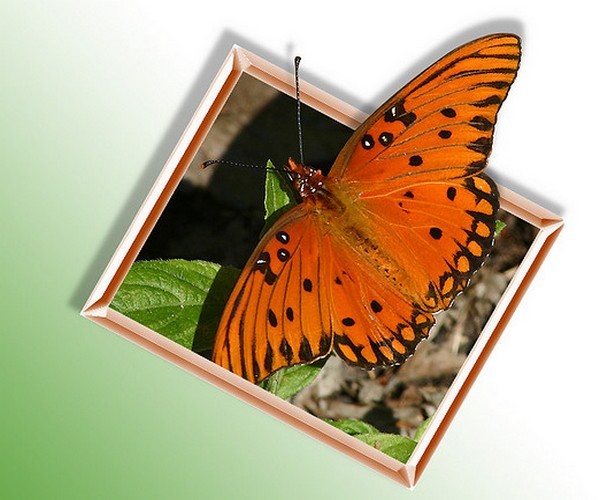 PAPILLON
