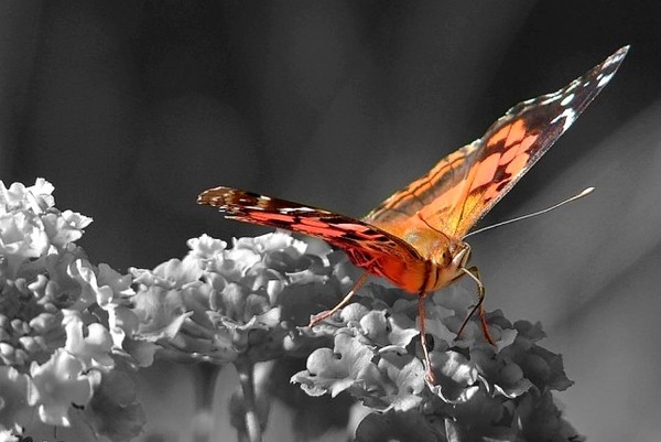 PAPILLON