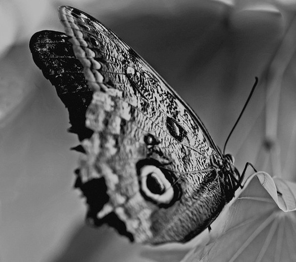 PAPILLON