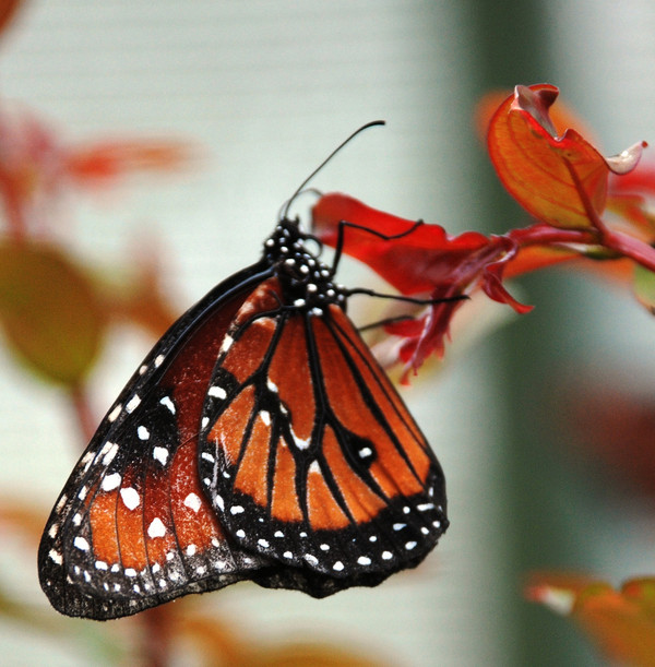 PAPILLON
