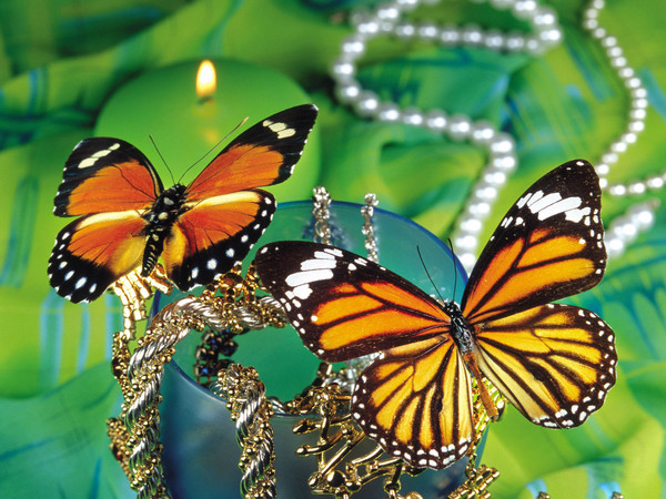 PAPILLONS
