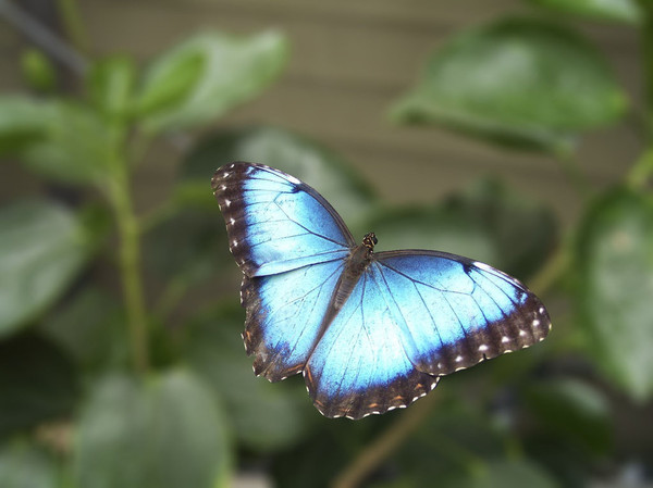 PAPILLON