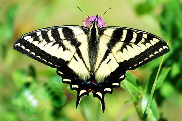PAPILLON
