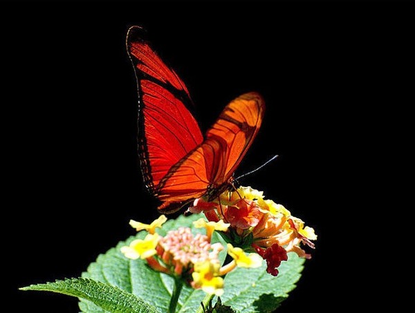 PAPILLON