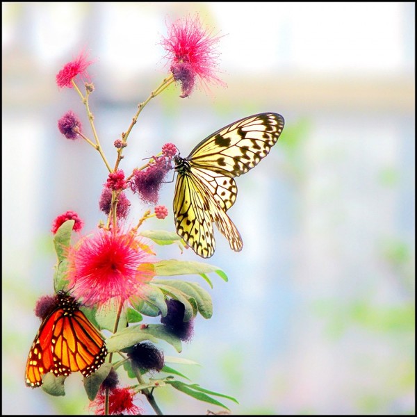PAPILLON
