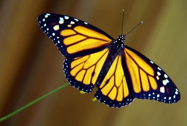 PAPILLON