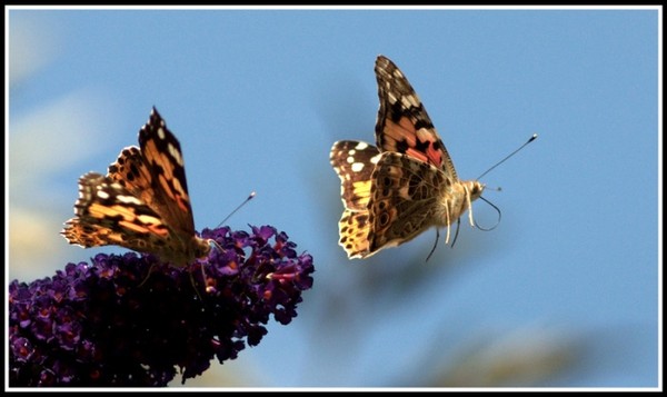PAPILLON