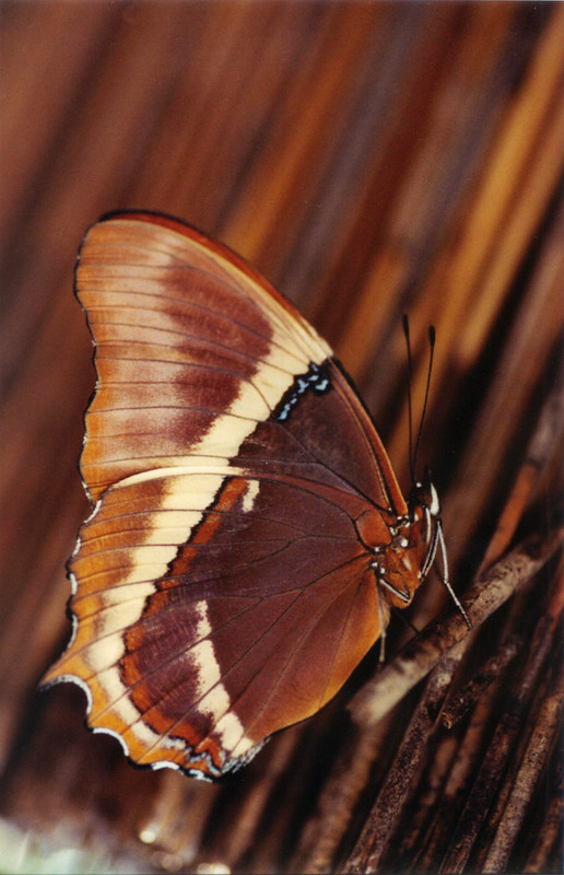 PAPILLON